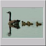 Branta canadensis - Kanadagans 12 Sundermannsee.jpg